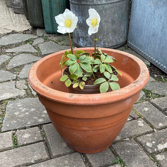 Large terracotta decorative flower pot.