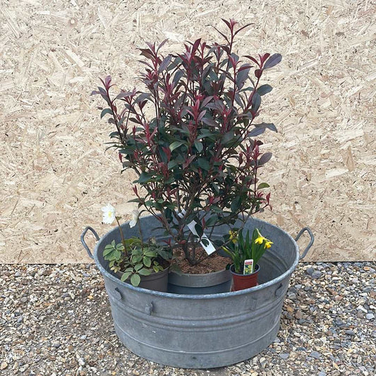 Round shallow galvanised straight sided tub planter with two handles.