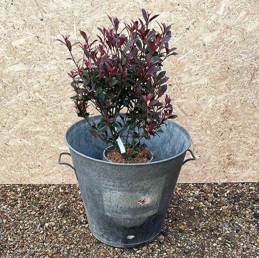 Large galvanised tapered two handled tub planter.