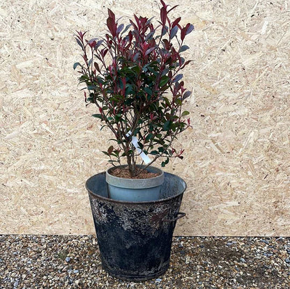 Galvanised tapered bin planter rustic black 45cm.